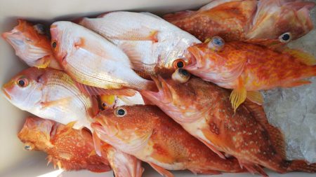 第二龍勢丸 釣果