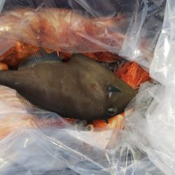 第二龍勢丸 釣果