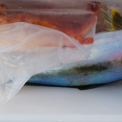 第二龍勢丸 釣果