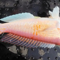 第二龍勢丸 釣果