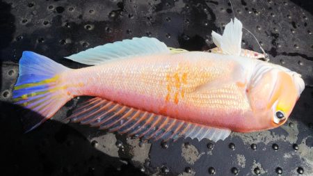 第二龍勢丸 釣果