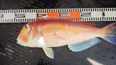 第二龍勢丸 釣果