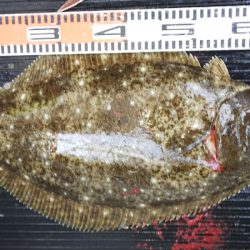 第二龍勢丸 釣果