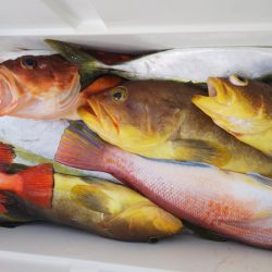 第二龍勢丸 釣果