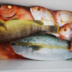 第二龍勢丸 釣果