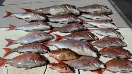 タイラバ遊漁船 ワンピース 釣果