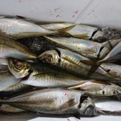 シースナイパー海龍 釣果