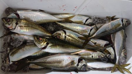 シースナイパー海龍 釣果