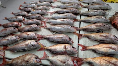 タイラバ遊漁船 ワンピース 釣果