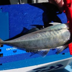 シースナイパー海龍 釣果