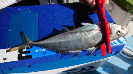 シースナイパー海龍 釣果