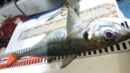 シースナイパー海龍 釣果