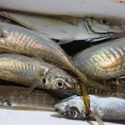 シースナイパー海龍 釣果