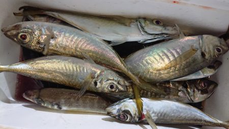 シースナイパー海龍 釣果