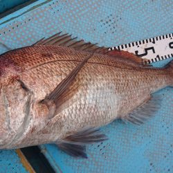 シースナイパー海龍 釣果