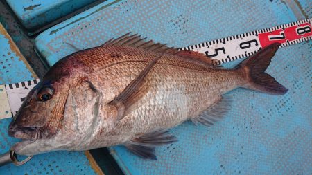 シースナイパー海龍 釣果