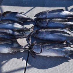 渡船屋たにぐち 釣果