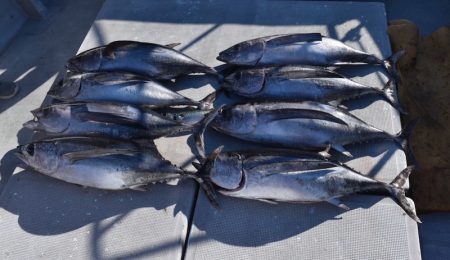 渡船屋たにぐち 釣果