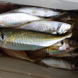 シースナイパー海龍 釣果