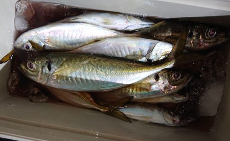 シースナイパー海龍 釣果