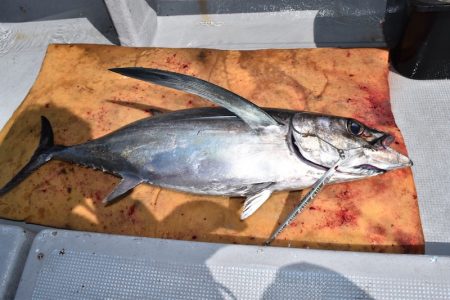 渡船屋たにぐち 釣果