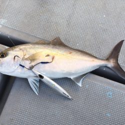 渡船屋たにぐち 釣果