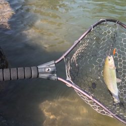 白州トラウトフィッシングエリア　シルフ 釣果