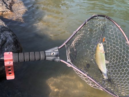 白州トラウトフィッシングエリア　シルフ 釣…