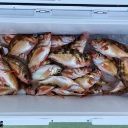 海龍丸（石川） 釣果