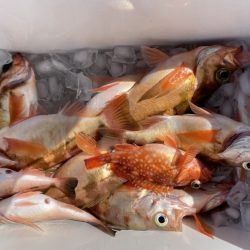 海龍丸（石川） 釣果