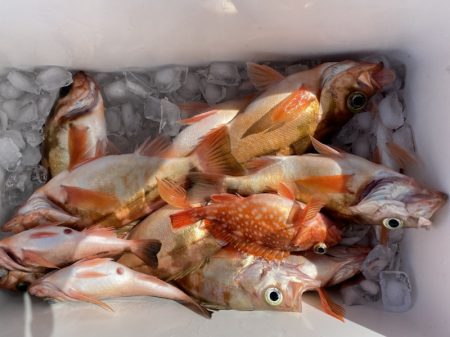 海龍丸（石川） 釣果