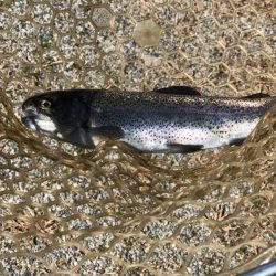 白州トラウトフィッシングエリア シルフ 釣果