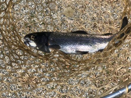 白州トラウトフィッシングエリア シルフ 釣果