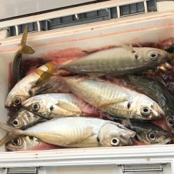 ヤザワ渡船 釣果