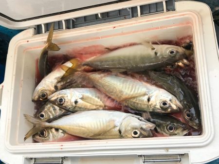 ヤザワ渡船 釣果