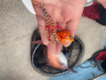 龍神丸(鹿児島) 釣果