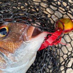 龍神丸(鹿児島) 釣果
