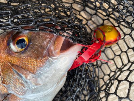 龍神丸(鹿児島) 釣果