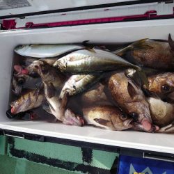 海龍丸（石川） 釣果