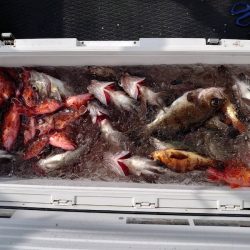 海龍丸（石川） 釣果