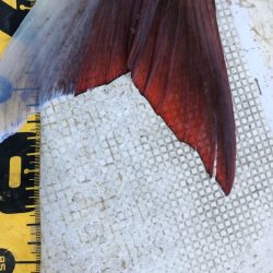 龍神丸(鹿児島) 釣果