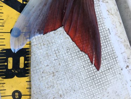 龍神丸(鹿児島) 釣果