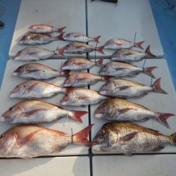 きずなまりん 釣果