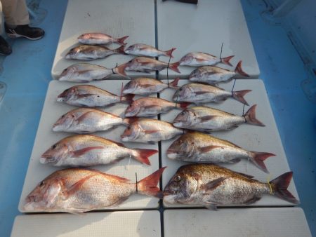 きずなまりん 釣果