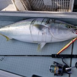 アマテラス 釣果