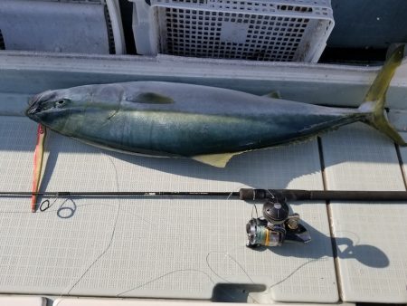 アマテラス 釣果