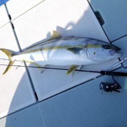 アマテラス 釣果