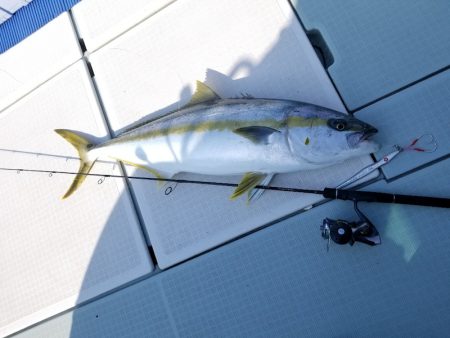 アマテラス 釣果