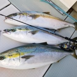 アマテラス 釣果