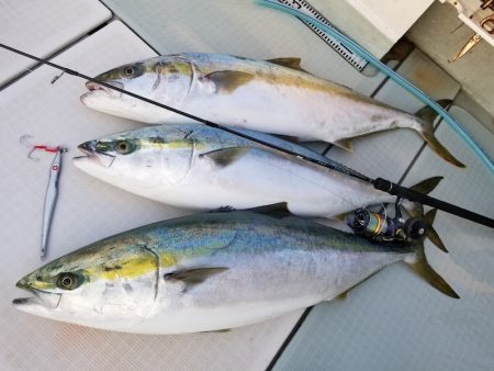 アマテラス 釣果